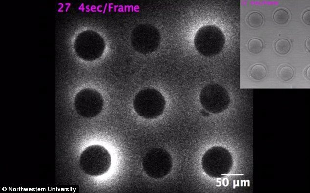 Le saviez-vous ? La vie commence par un flash de lumière. Des scientifique l’ont photographié